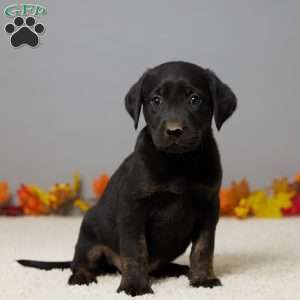 Leo, Black Labrador Retriever Puppy